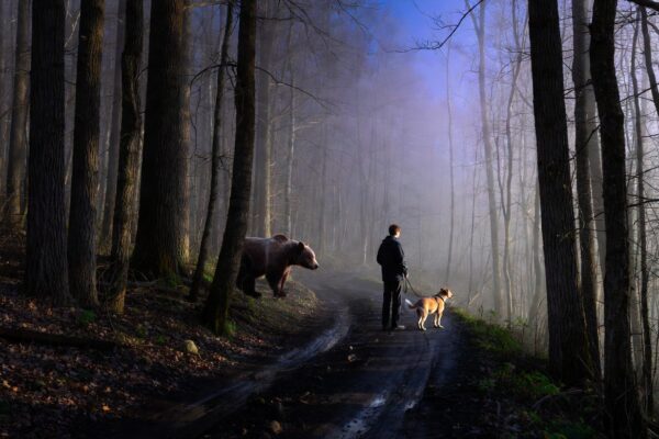 grizzly bear dog walker encounter